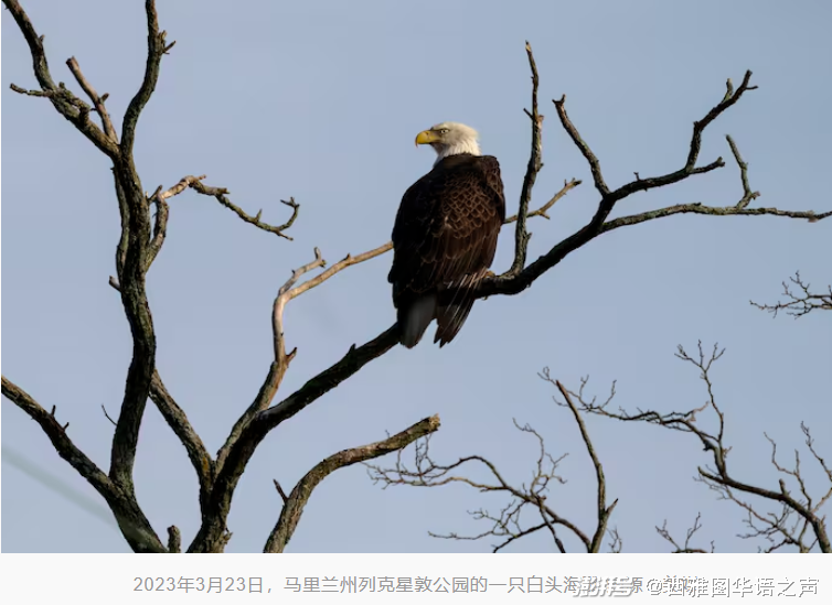 白头鹰正式被定为美国国鸟 拜登签署法案确认